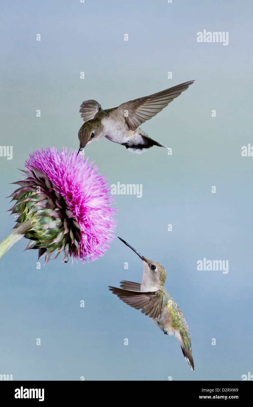 Colibri à gorge noire (Archilochus alexandri) femmes alimentant à fleurs, Texas Banque D'Images