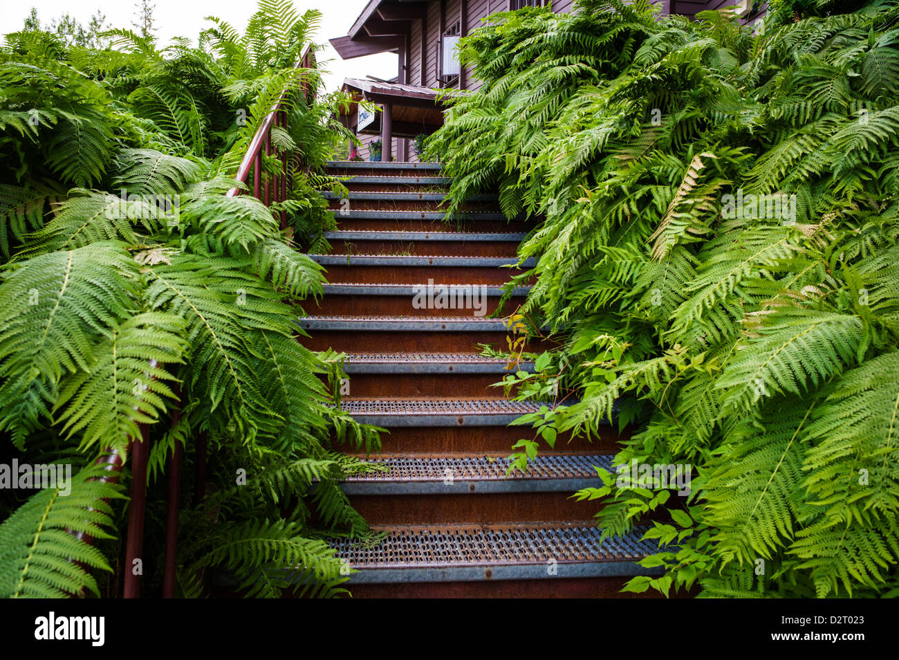 Escaliers overgreen avec jardin verdoyant de fougères, vue d'été de Aleyaska Resort & Ski Area, Aleyaska, Alaska, USA Banque D'Images