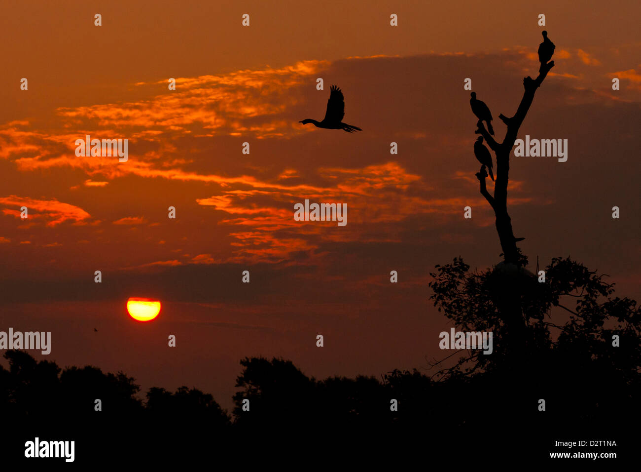 USA, Texas, île haute. Les cormorans se découpant au lever du soleil. En tant que crédit : Cathy & Gordon Illg / Jaynes Gallery / DanitaDelimont.com Banque D'Images