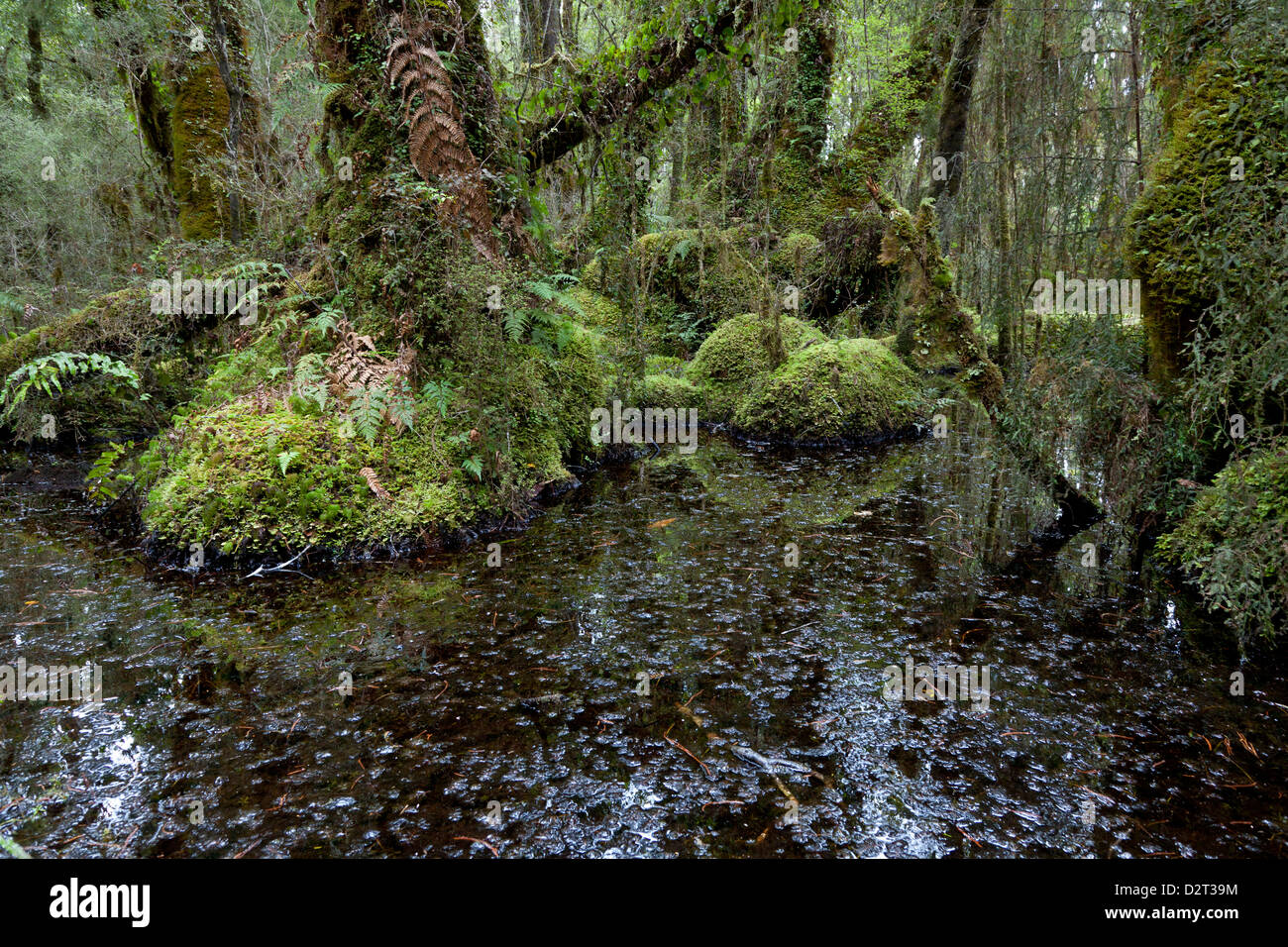 Swamp près de Ship creek,le Sud de l'Île, Nouvelle-Zélande Banque D'Images