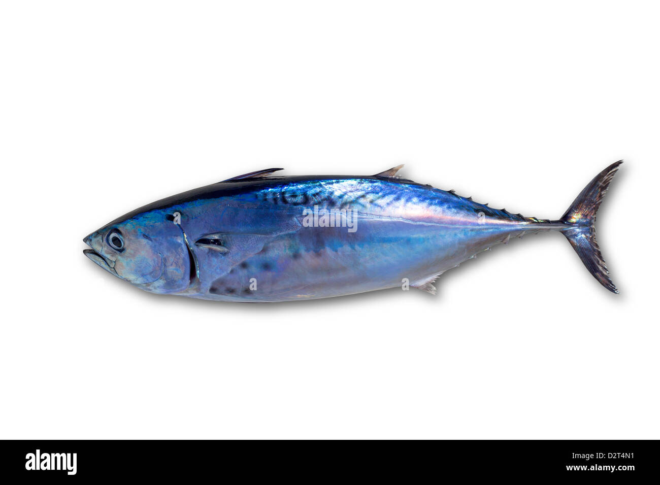 Peu de poisson thon thon Euthynnus affinis isolated on white Banque D'Images