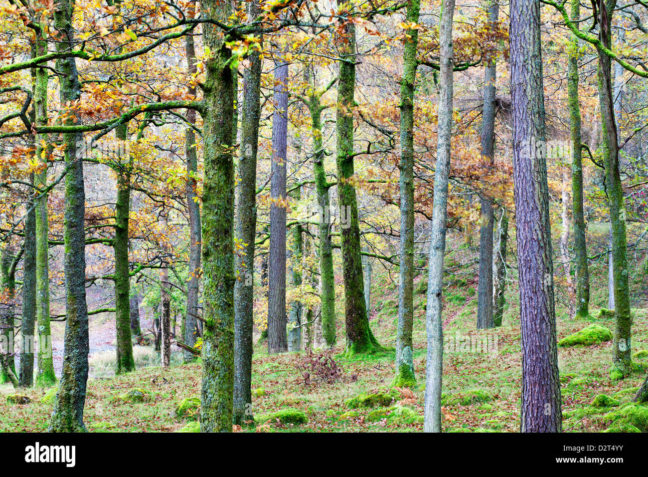 Pins dans un bois près de Grange, Borrowdale, Parc National de Lake District, Cumbria, Angleterre, Royaume-Uni, Europe Banque D'Images