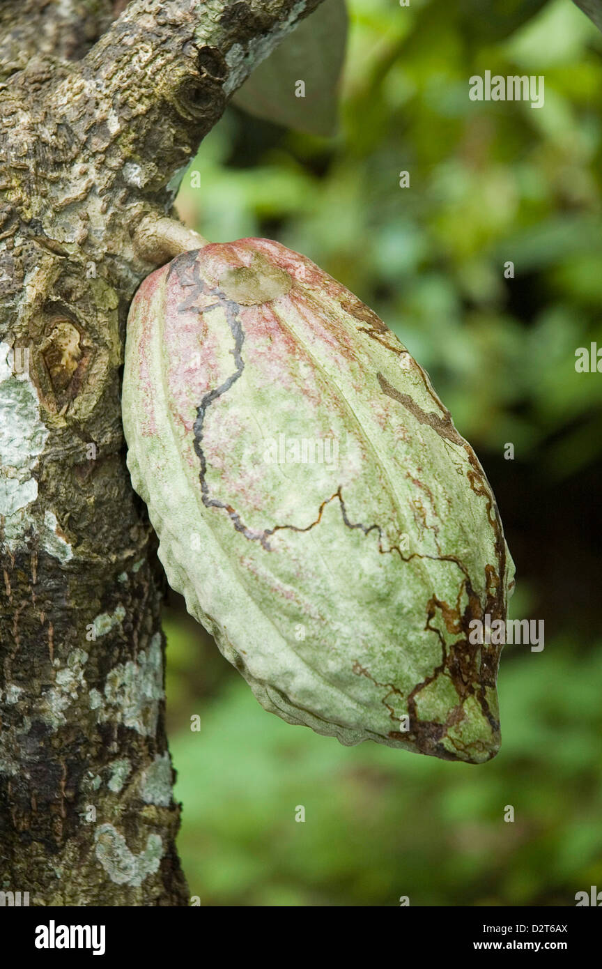 Theobroma cacao, fève de cacao, Vert l'objet. Banque D'Images