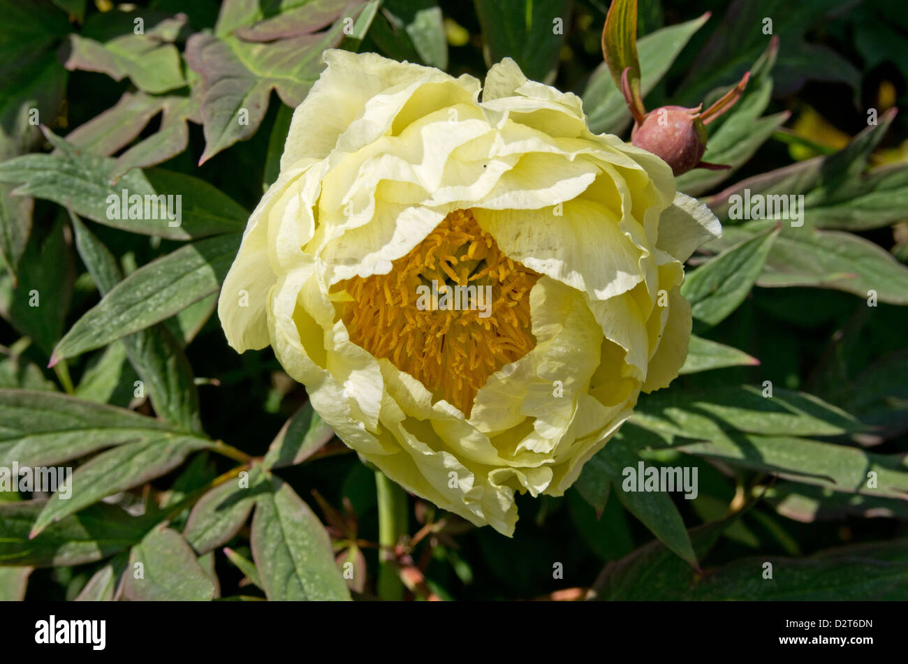 Chinese pivoine arbustive High Noon Banque D'Images