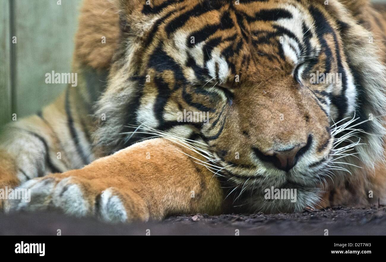 Francfort, Allemagne. 1er février 2013. Un tigre se trouve à l'intérieur composé au zoo de Francfort/Main, Allemagne, 01 février 2013. Dès qu'il se réchauffe les fauves seront autorisées à aller de nouveau à l'extérieur. Photo : Boris Roessler/dpa/Alamy Live News Banque D'Images