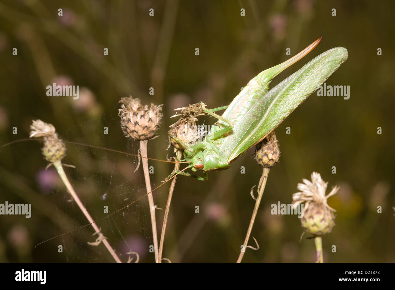 Grandes sauterelles sur une prairie flower Banque D'Images