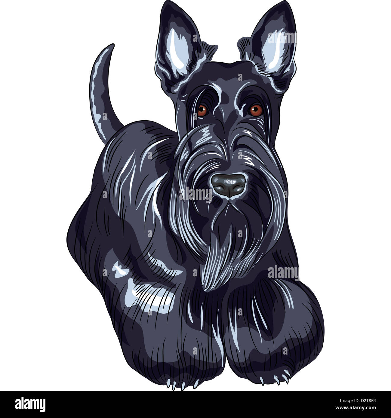 Couleur croquis du chien Scottish Terrier breed debout Banque D'Images