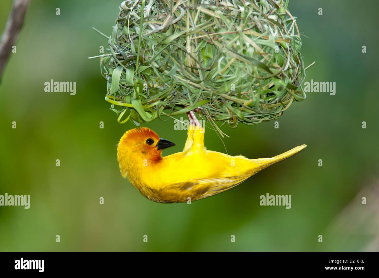 Golden palm, weaver Ploceus bojeri, Diani Beach, Kenya Banque D'Images