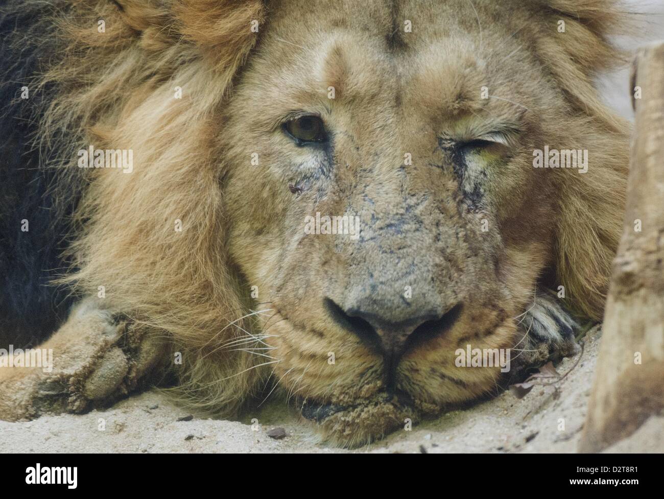 Francfort, Allemagne. 1er février 2013. Un lion se trouve à l'intérieur composé au zoo de Francfort/Main, Allemagne, 01 février 2013. Dès qu'il se réchauffe les fauves seront autorisées à aller de nouveau à l'extérieur. Photo : Boris Roessler/dpa/Alamy Live News Banque D'Images