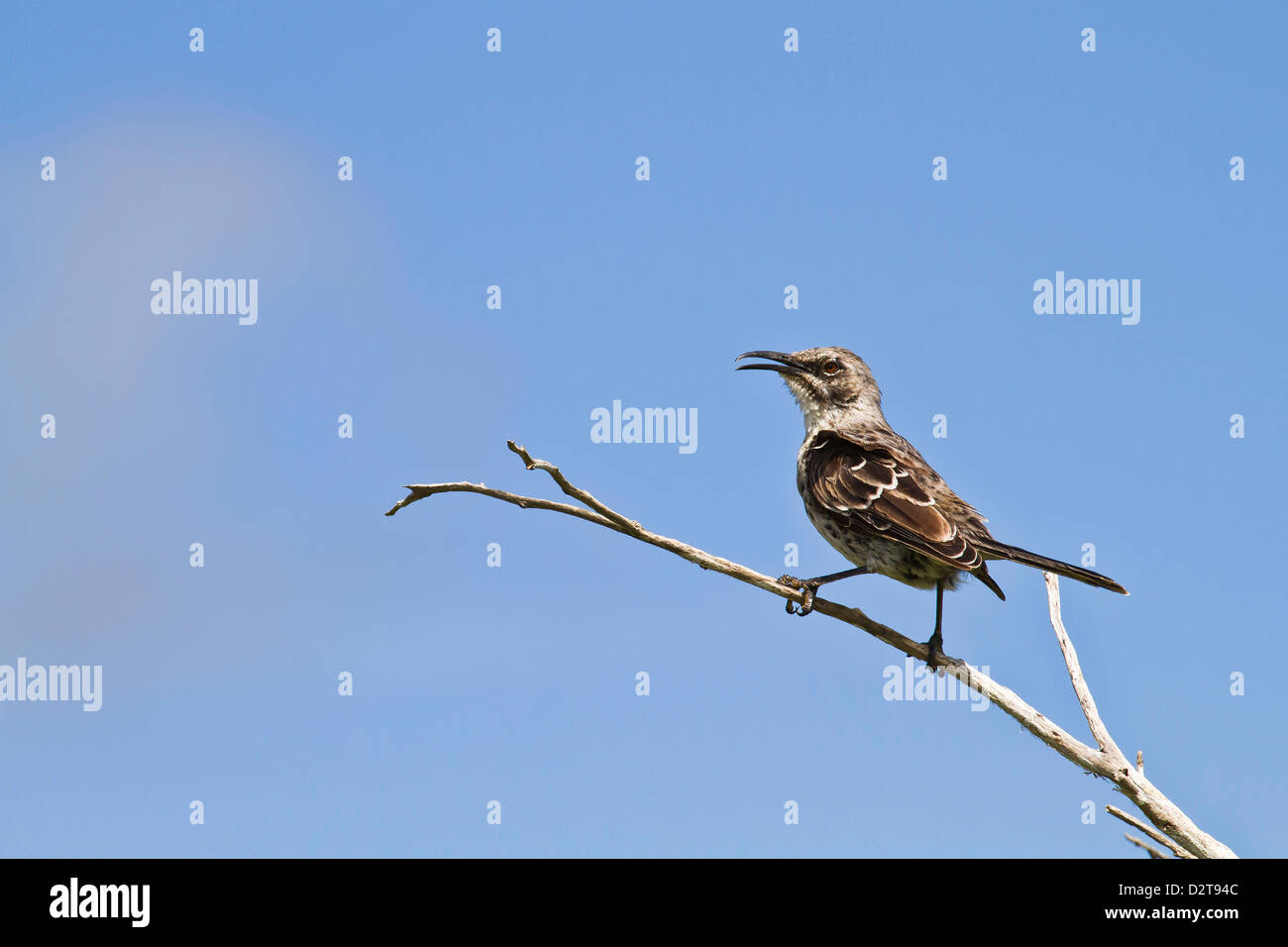 Des profils Espanola mockingbird mockingbird (capot) (Mimus macdonaldi), Espanola Island, îles Galapagos, Equateur, Amérique du Sud Banque D'Images