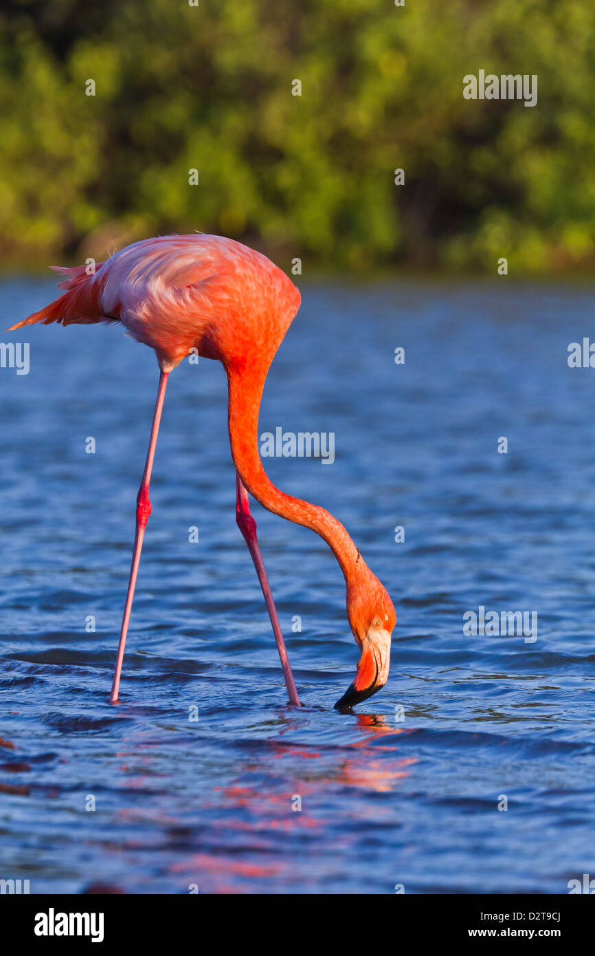 Grand flamant rose phoenicopterus ruber Banque de photographies et d ...
