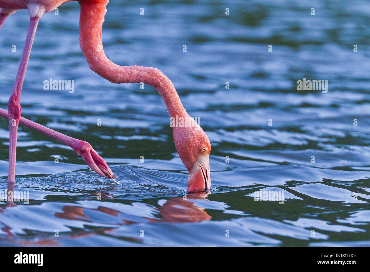 Grand flamant rose phoenicopterus ruber Banque de photographies et d ...