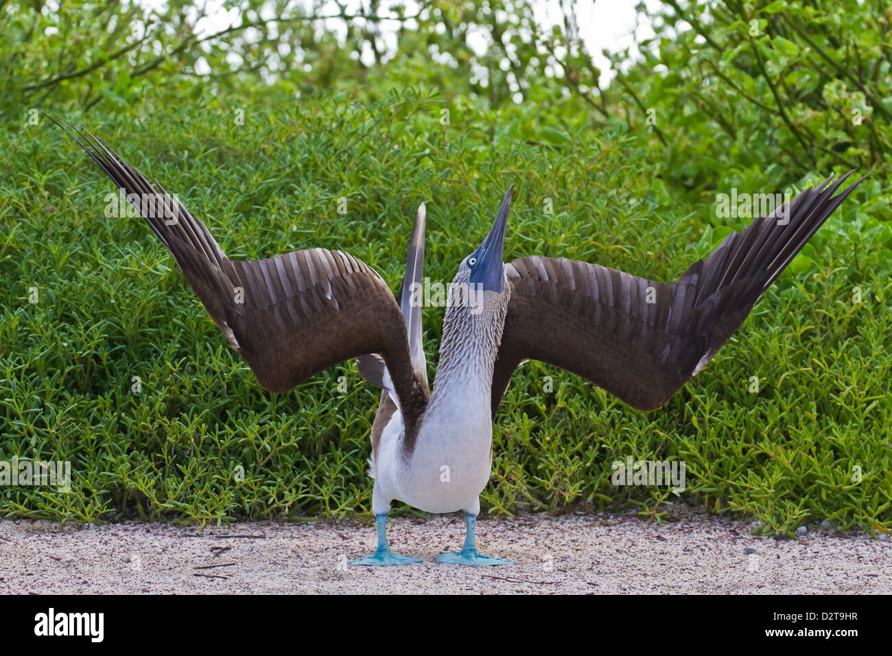 Fou à pieds bleus (Sula nebouxii), de l'île Seymour Nord, îles Galapagos, Equateur, Amérique du Sud Banque D'Images