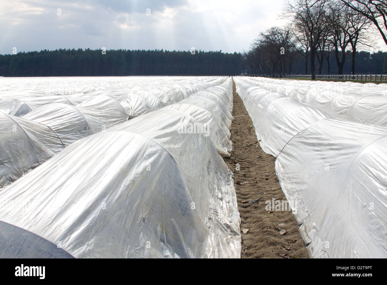 Champ d'asperges couverte d'une feuille de plastique Banque D'Images
