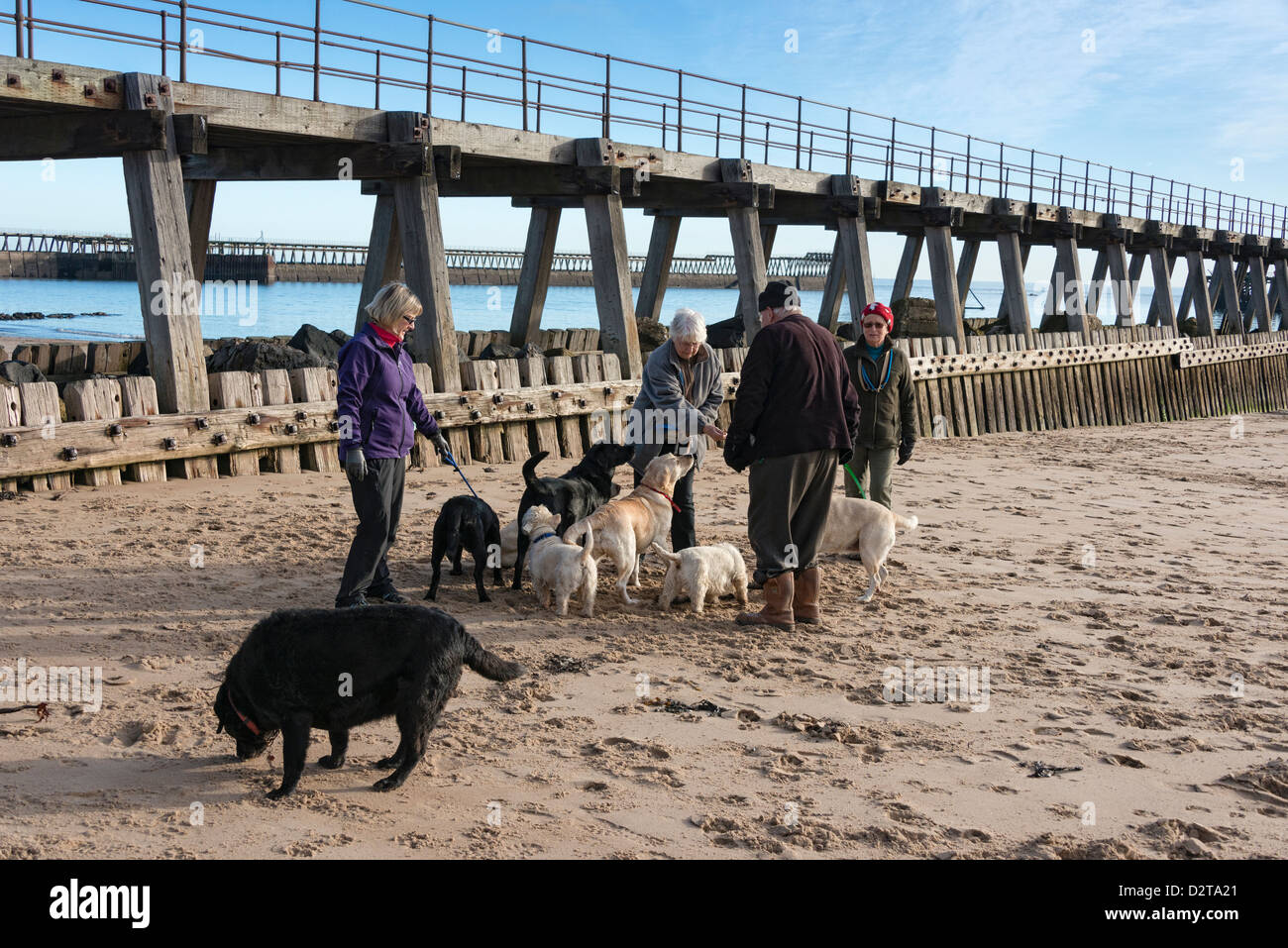 Les promeneurs de chiens sur la plage de Blyth Banque D'Images