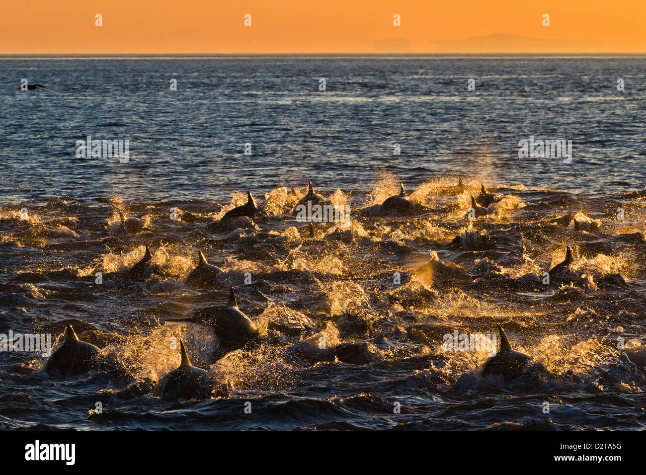 Les dauphins à long bec au lever du soleil, l'Isla San Esteban, Golfe de Californie (Mer de Cortez), Baja California, Mexique Banque D'Images