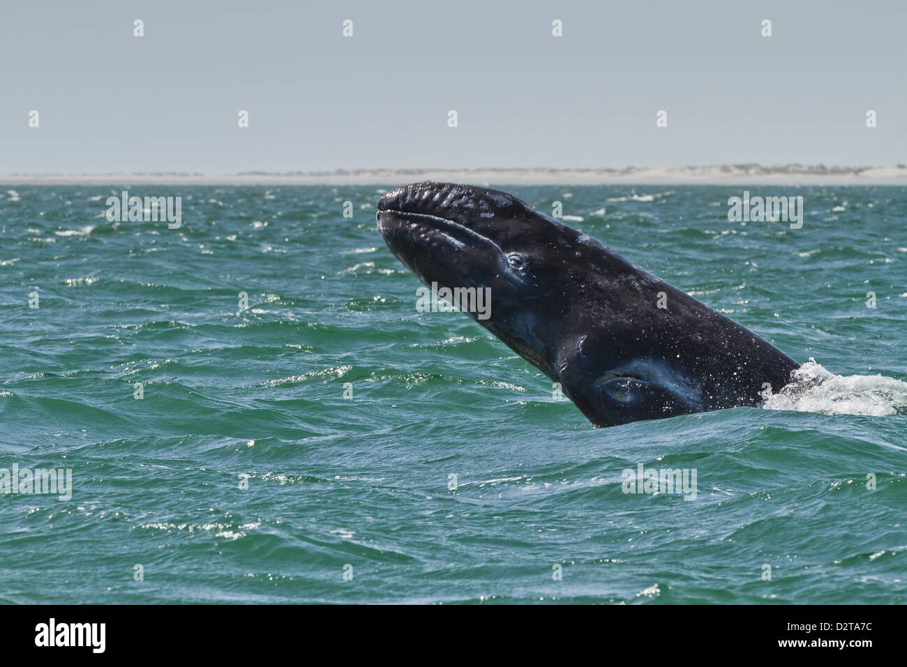 California baleine grise (Eschrichtius robustus) calf violer, San Ignacio Lagoon, Baja California Sur, au Mexique, en Amérique du Nord Banque D'Images