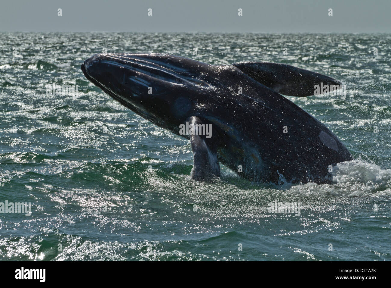 California baleine grise (Eschrichtius robustus) calf violer, San Ignacio Lagoon, Baja California Sur, au Mexique, en Amérique du Nord Banque D'Images