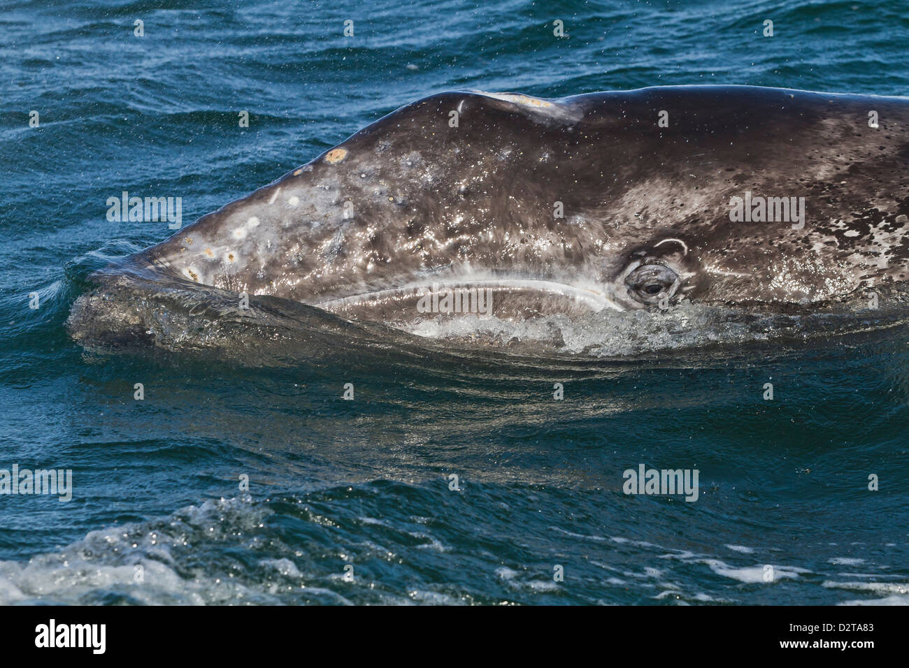 California baleine grise (Eschrichtius robustus), la lagune de San Ignacio, Baja California Sur, au Mexique, en Amérique du Nord Banque D'Images