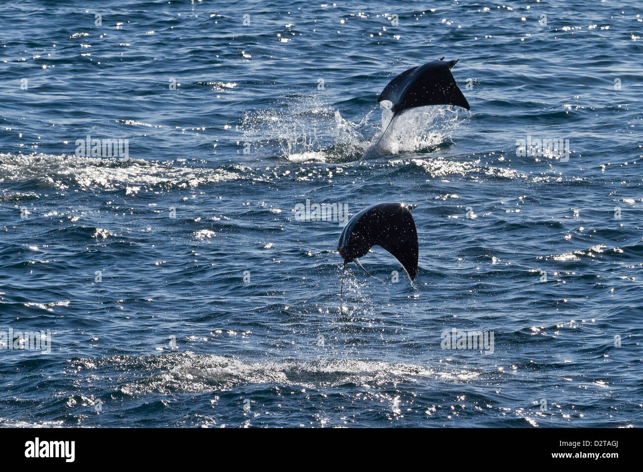 Des profils spinetail mobula sautant, Isla Espiritu Santo, Golfe de Californie (Mer de Cortez), Baja California Sur, Mexique Banque D'Images