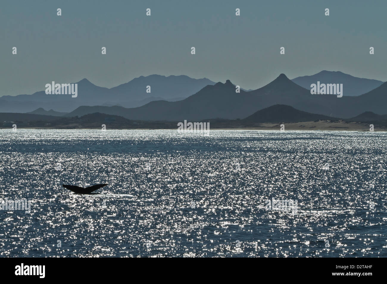 Baleine à bosse (Megaptera novaeangliae) la douve, Golfe de Californie (Mer de Cortez), Baja California Sur, au Mexique, en Amérique du Nord Banque D'Images