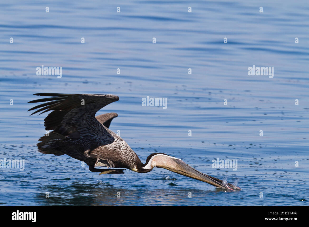 Des profils Pélican brun (Pelecanus occidentalis) Plongez-plongée, Golfe de Californie (Mer de Cortez), Baja California, Mexique Banque D'Images