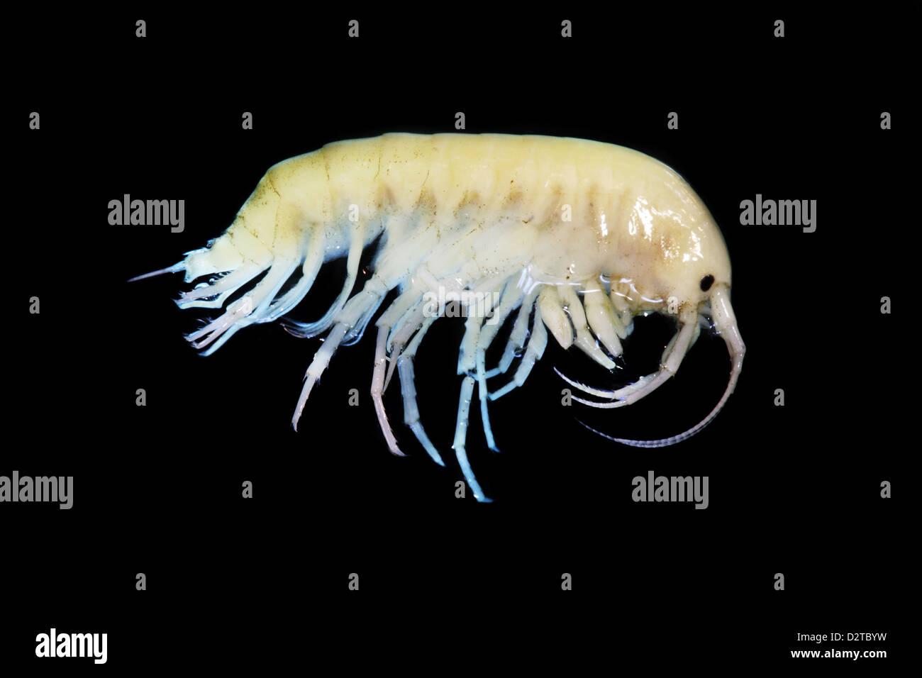 Gammarus balcanicus (Amphipoda) un petit crustacé isolated on black Banque D'Images