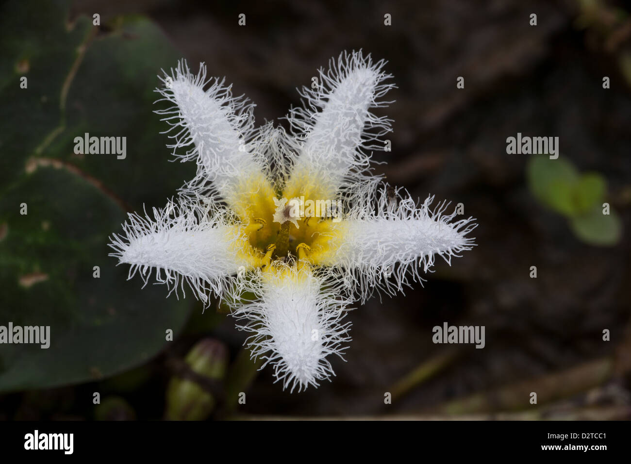 Belle eau fleur flocon, Nymphoides indica, à la Ciénaga las Macanas nature reserve, Herrera province, République du Panama. Banque D'Images