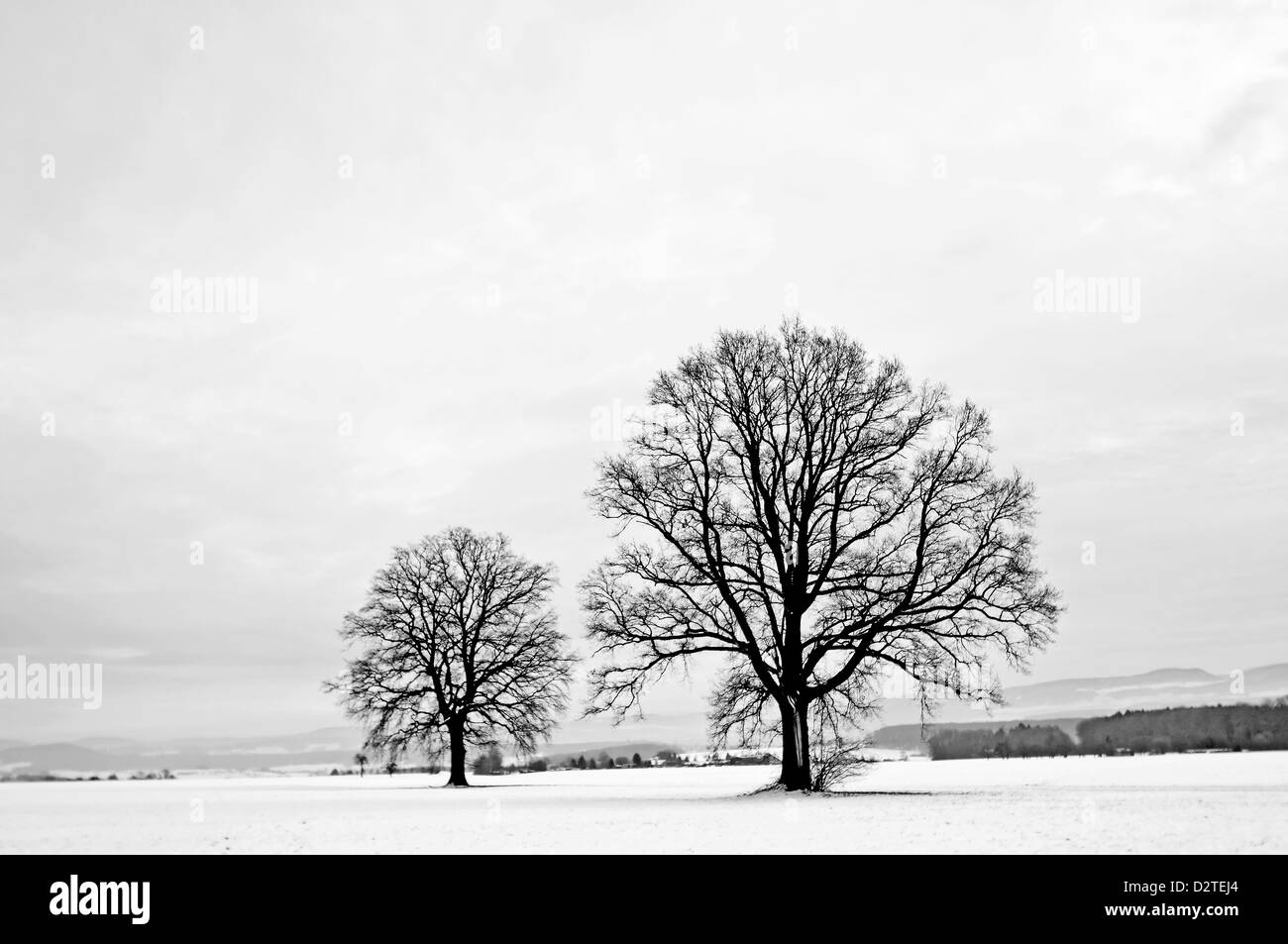 Chêne en hiver en noir et blanc Banque D'Images