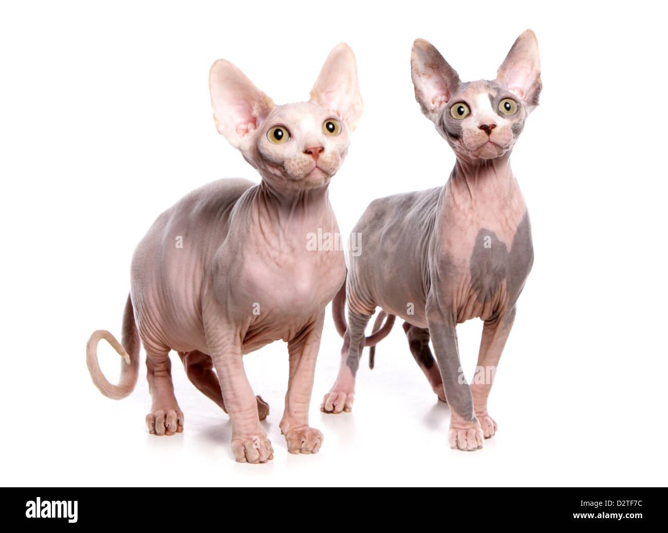 Deux chats sphynx découpe studio Banque D'Images