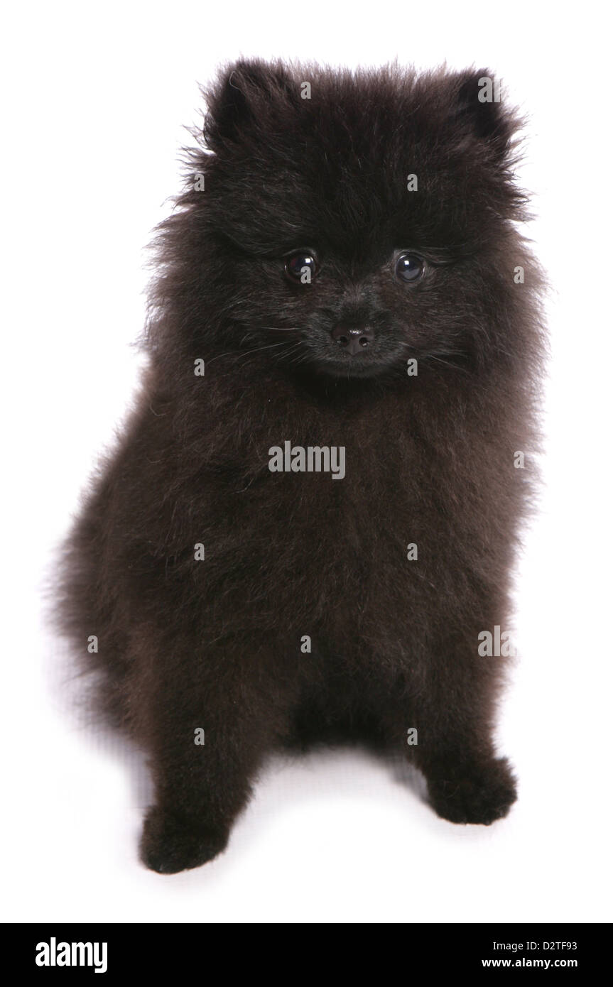 Chiot pomeranian dog silhouette studio Banque D'Images
