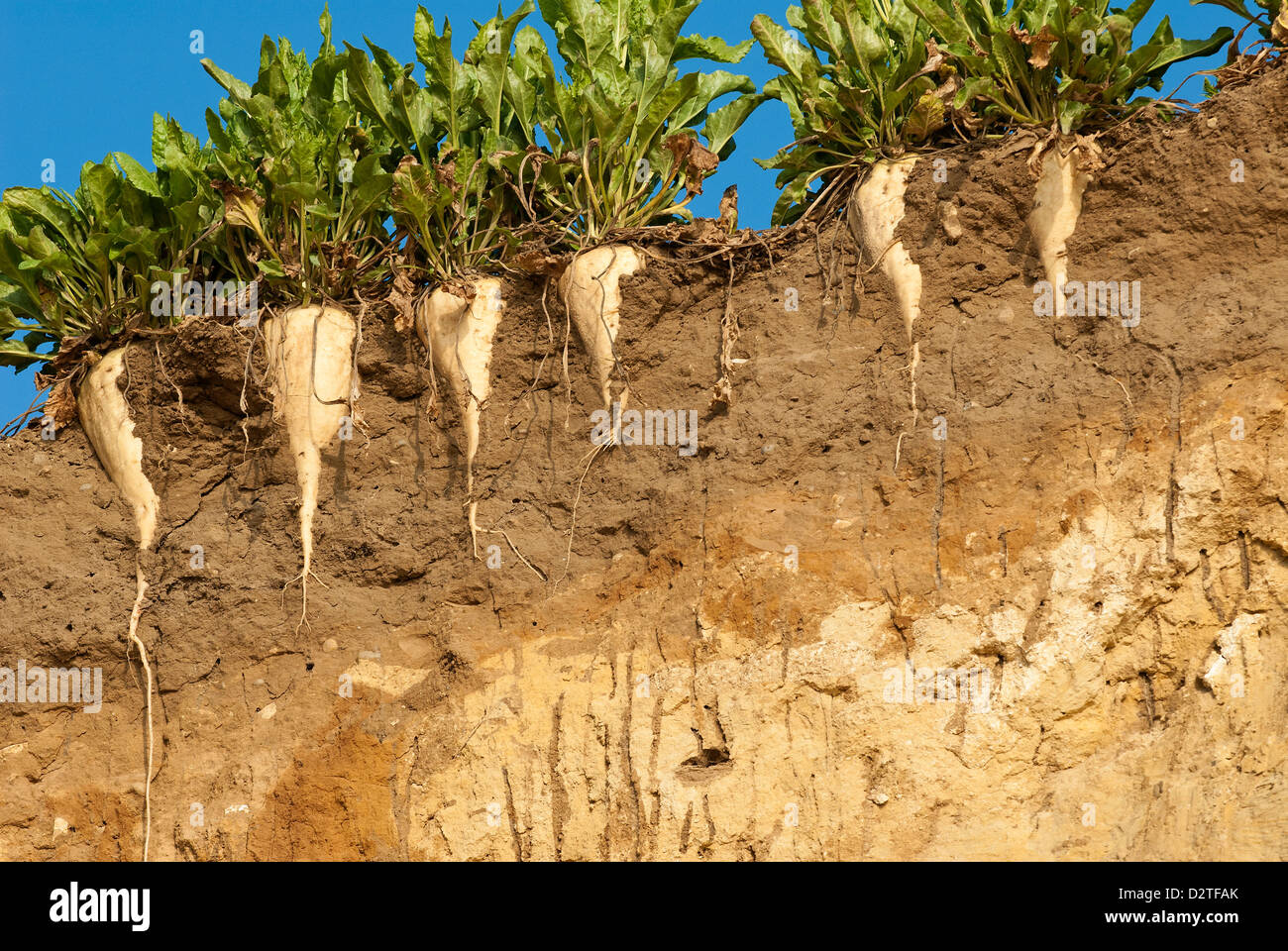 La betterave à sucre qui ont perdu leur domaine en raison de l'érosion sur le nord de la côte du Suffolk. Banque D'Images
