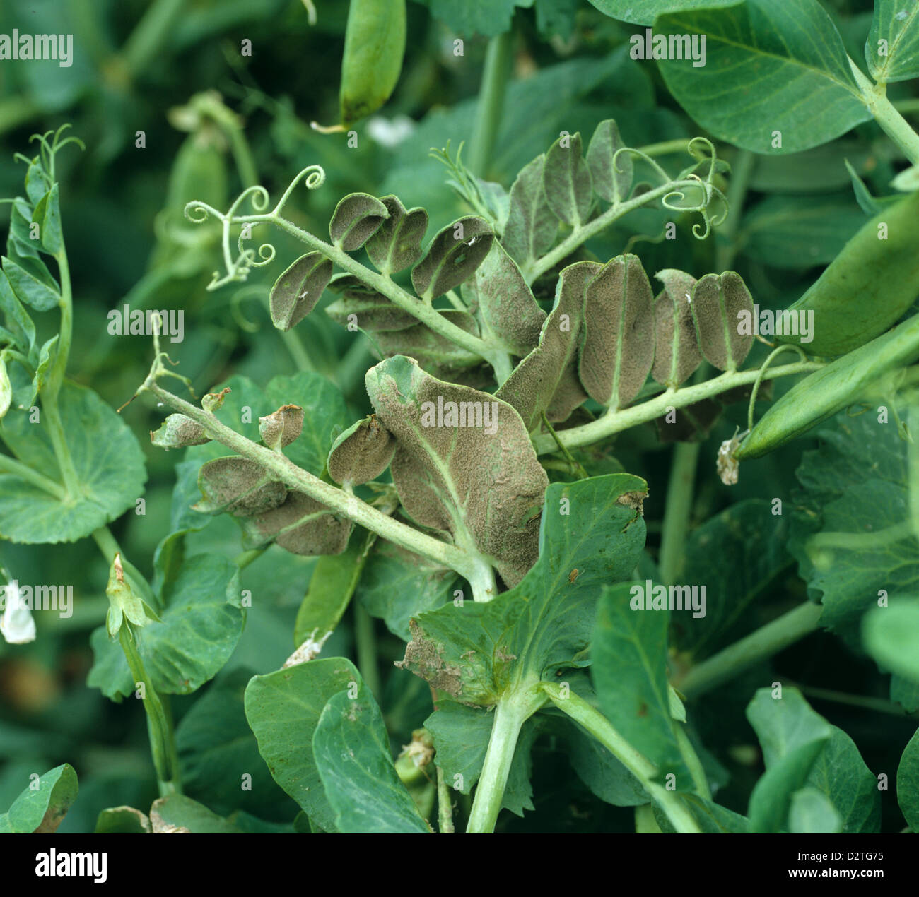 Mildiou Pois, Peronospora viciae, mycelium sur la face inférieure d'une feuille de pois Banque D'Images