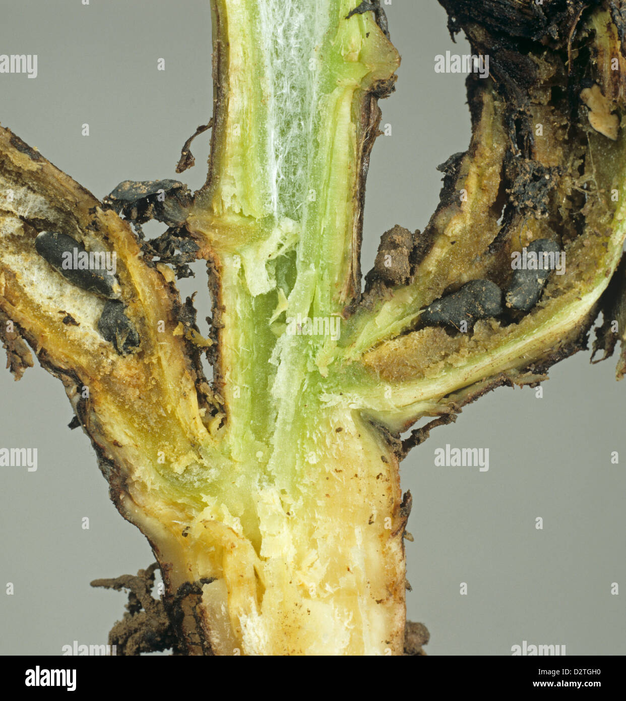 La moisissure blanche ou la pourriture de la tige, le Sclerotinia trifoliorum, mycélium et les sclérotes sur champ ou base de la tige de fève Banque D'Images