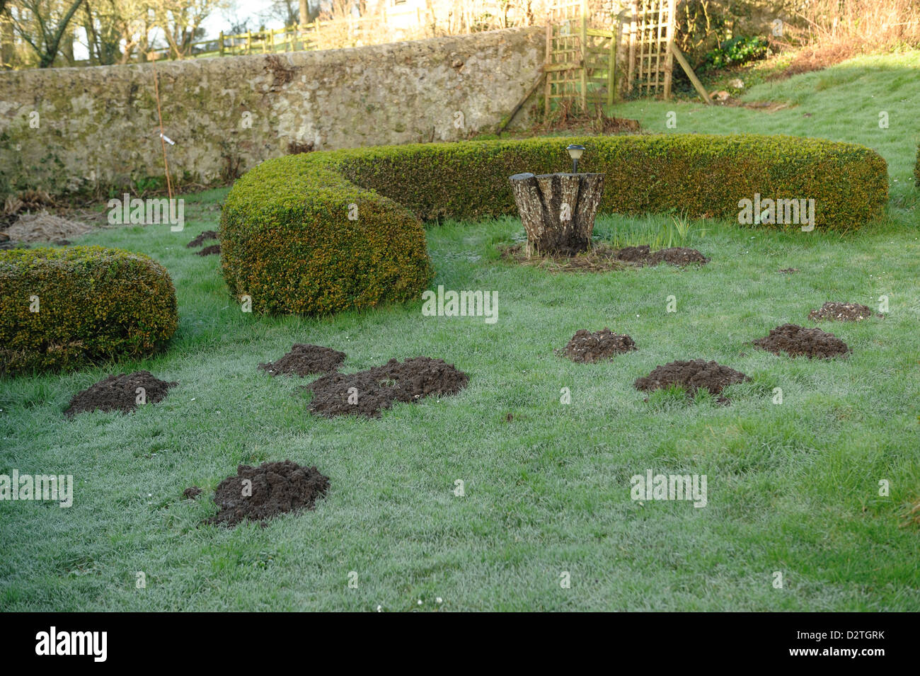 Taupinières fraîches dans un jardin pelouse dans un hiver humide Banque D'Images