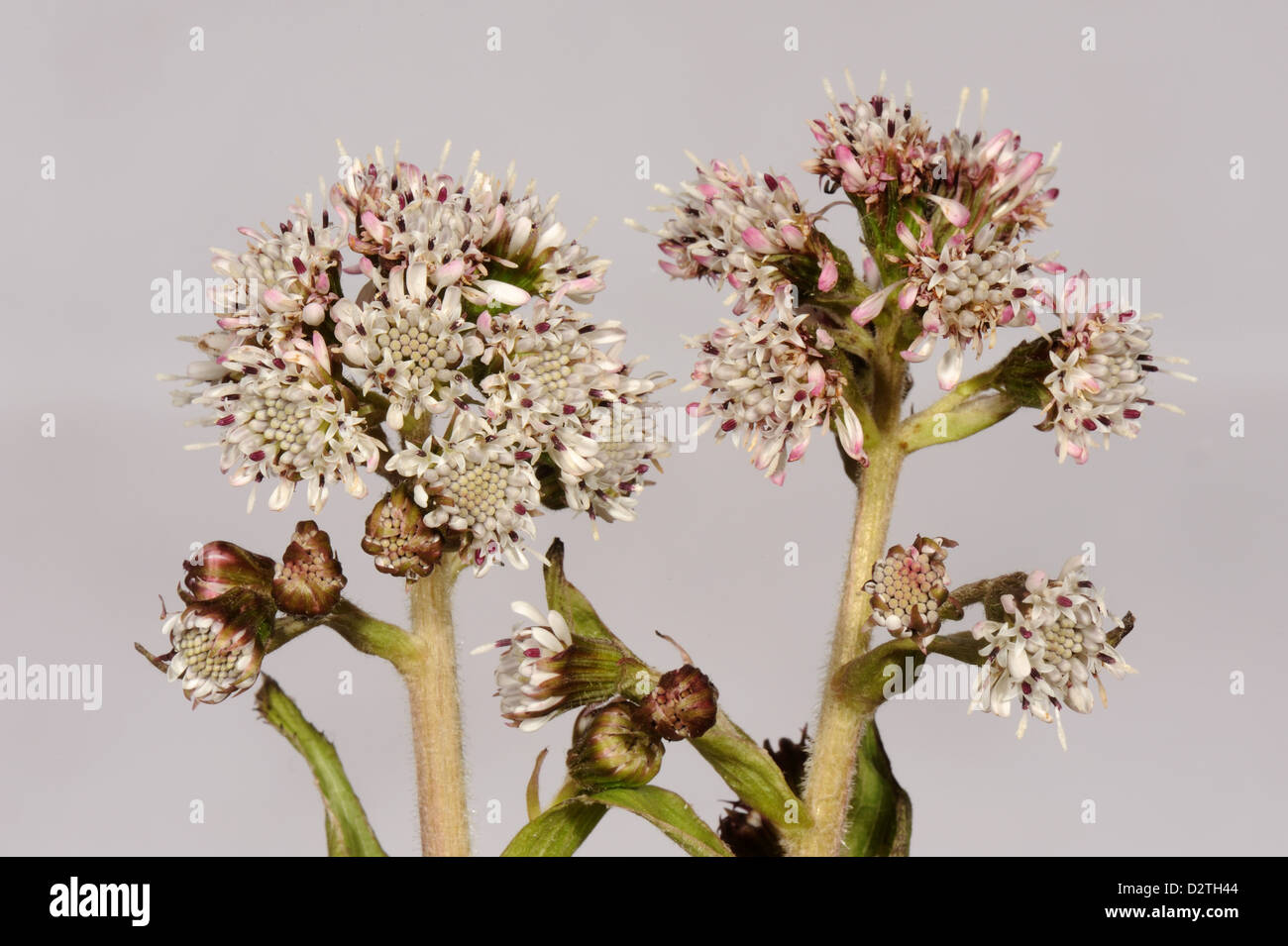 Fleurs de pétasite Petasites hybridus, commune, une floraison précoce plante composite Banque D'Images