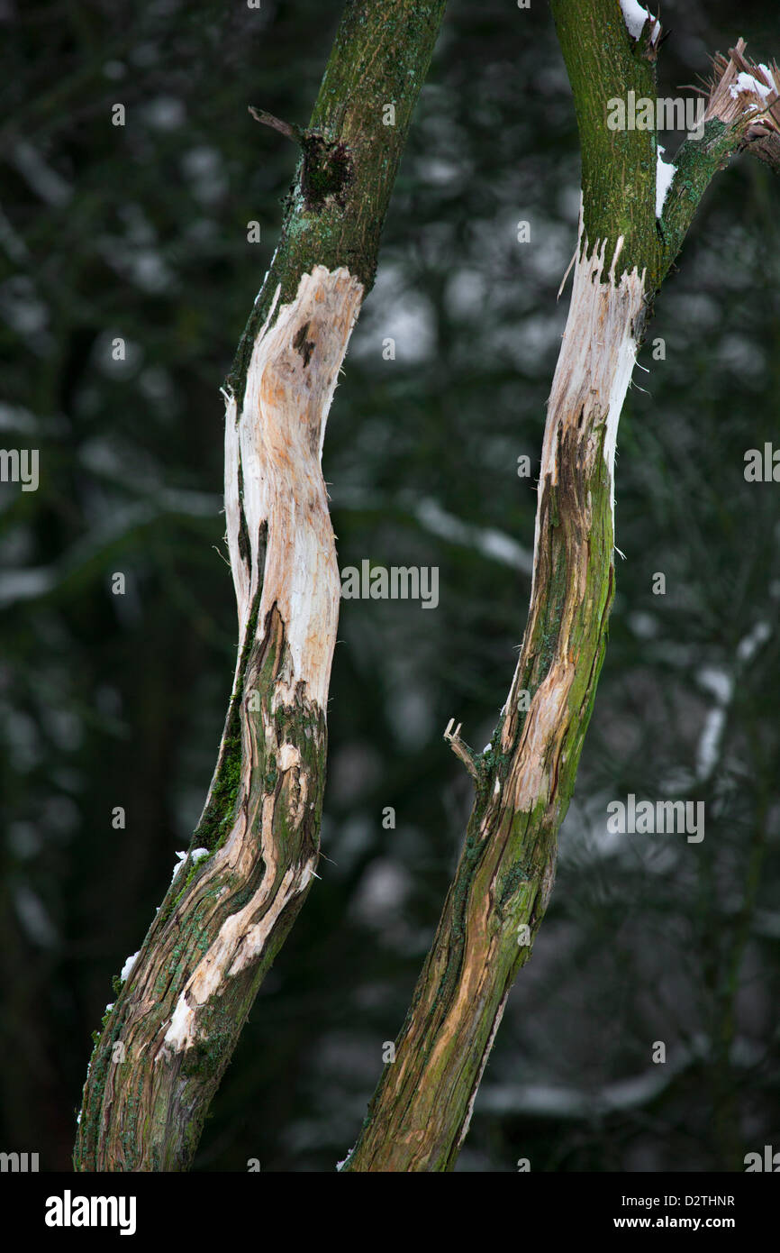 Arbre endommagé avec écorce retirée par les cerfs se frottant ses bois en forêt Banque D'Images