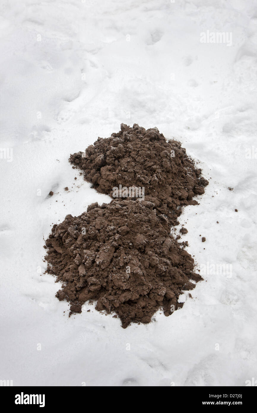 Sorcières / mole mounds / molecasts par mole d'Europe (Talpa europaea) sur pelouse dans la neige en hiver Banque D'Images