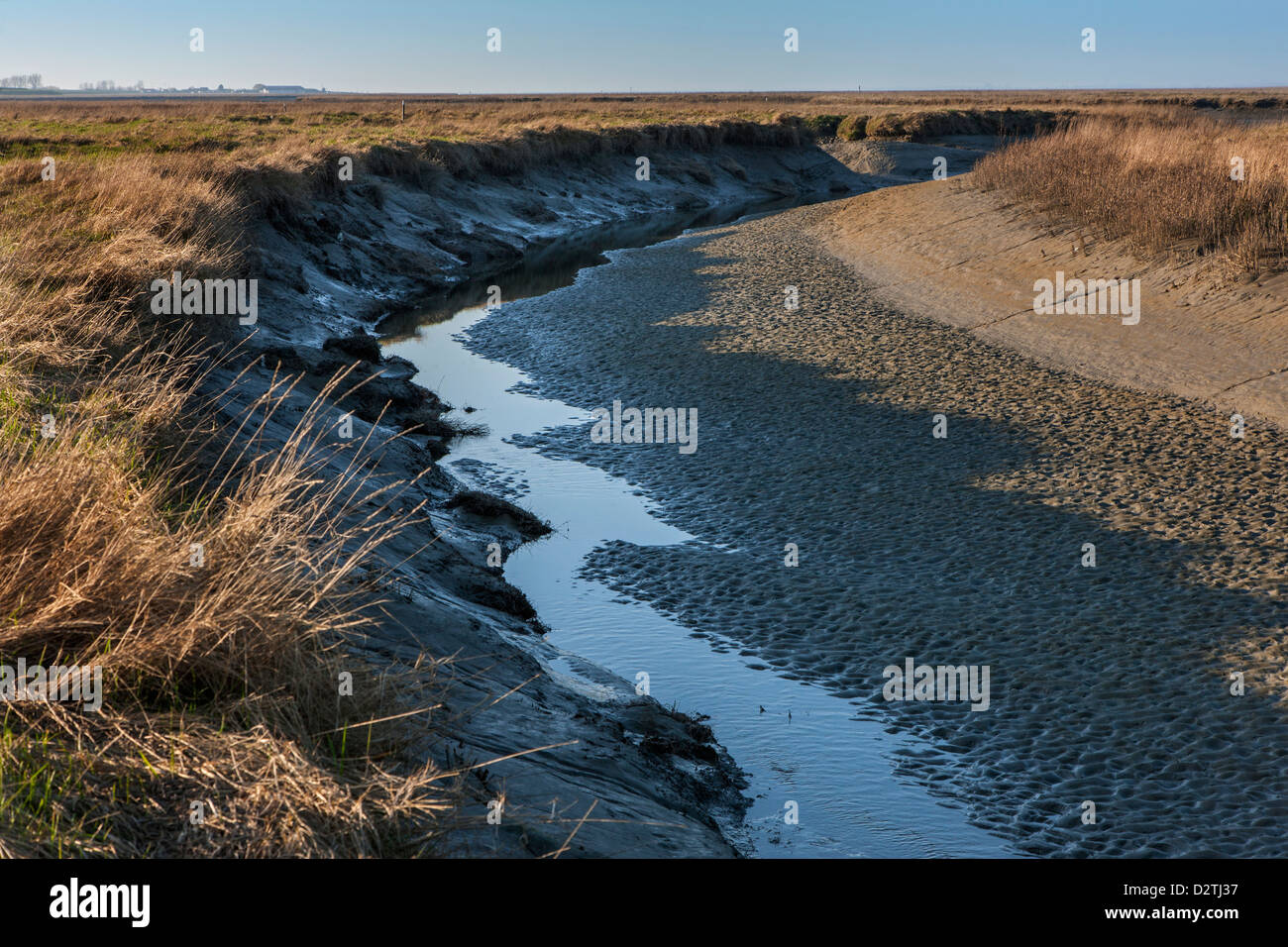 Vasière à marée dans les marais de sel Verdronken Land van Saeftinghe, estuaire de l'Escaut occidental en Belgique / Pays-Bas Banque D'Images
