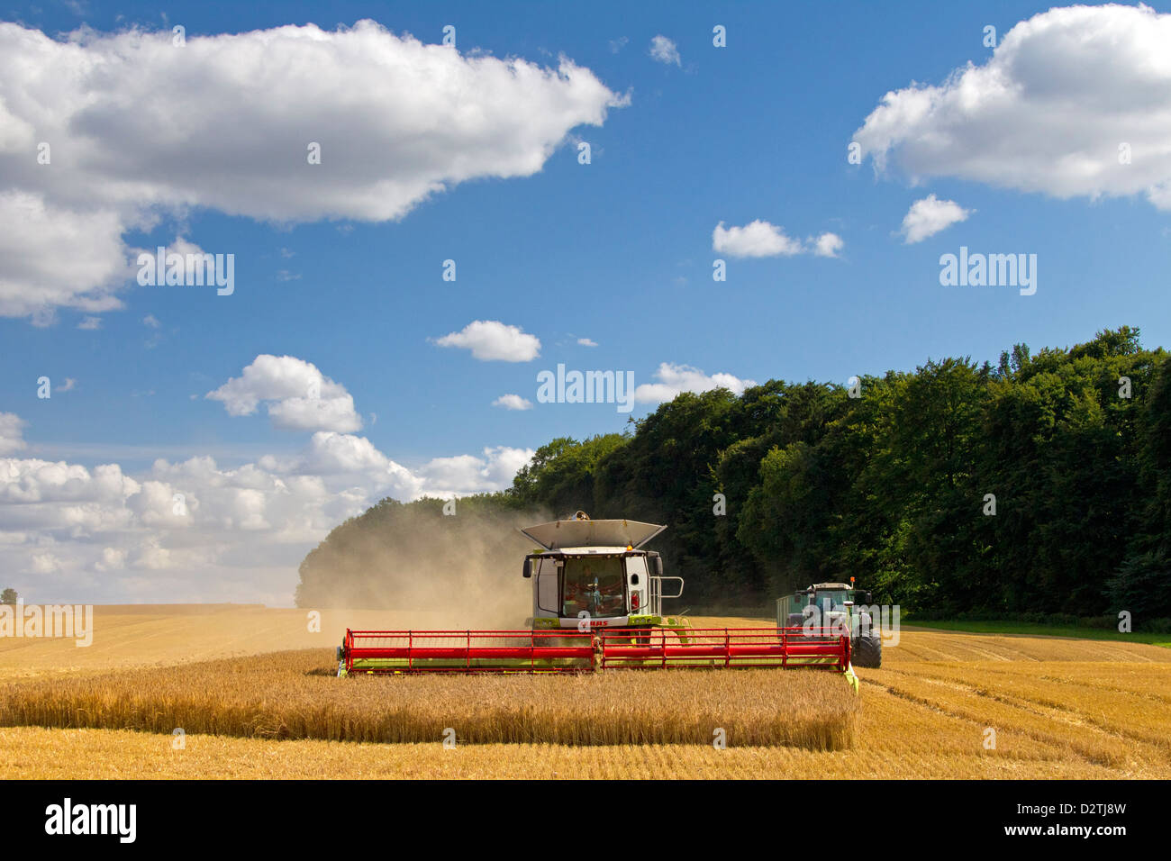 Agriculteur de moissonneuse-batteuse, la récolte de céréales de blé / blé domaine des terres agricoles de l'été Banque D'Images