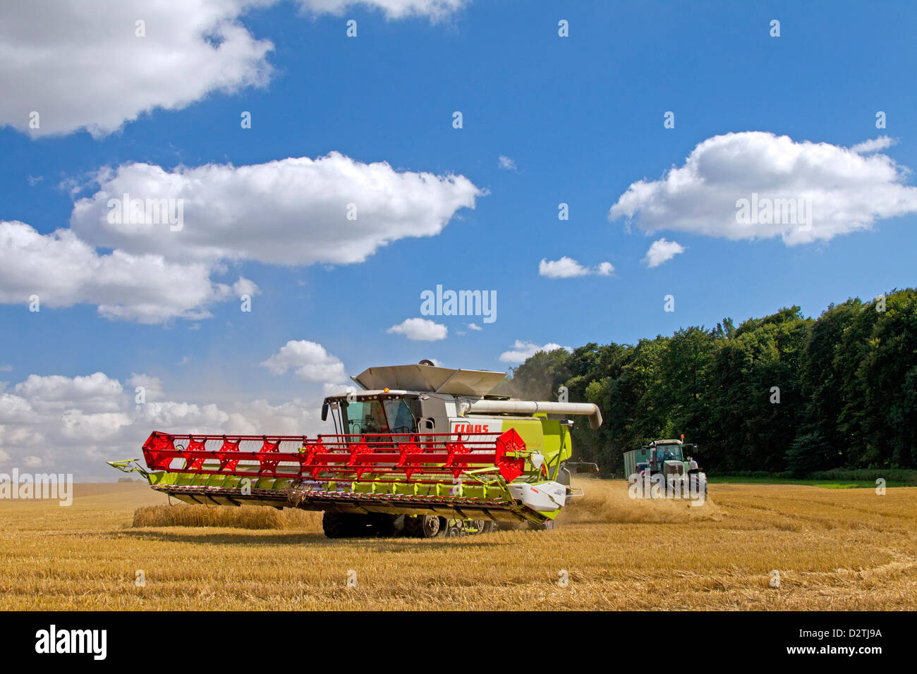 Agriculteur de moissonneuse-batteuse, la récolte de céréales de blé / blé domaine des terres agricoles de l'été Banque D'Images