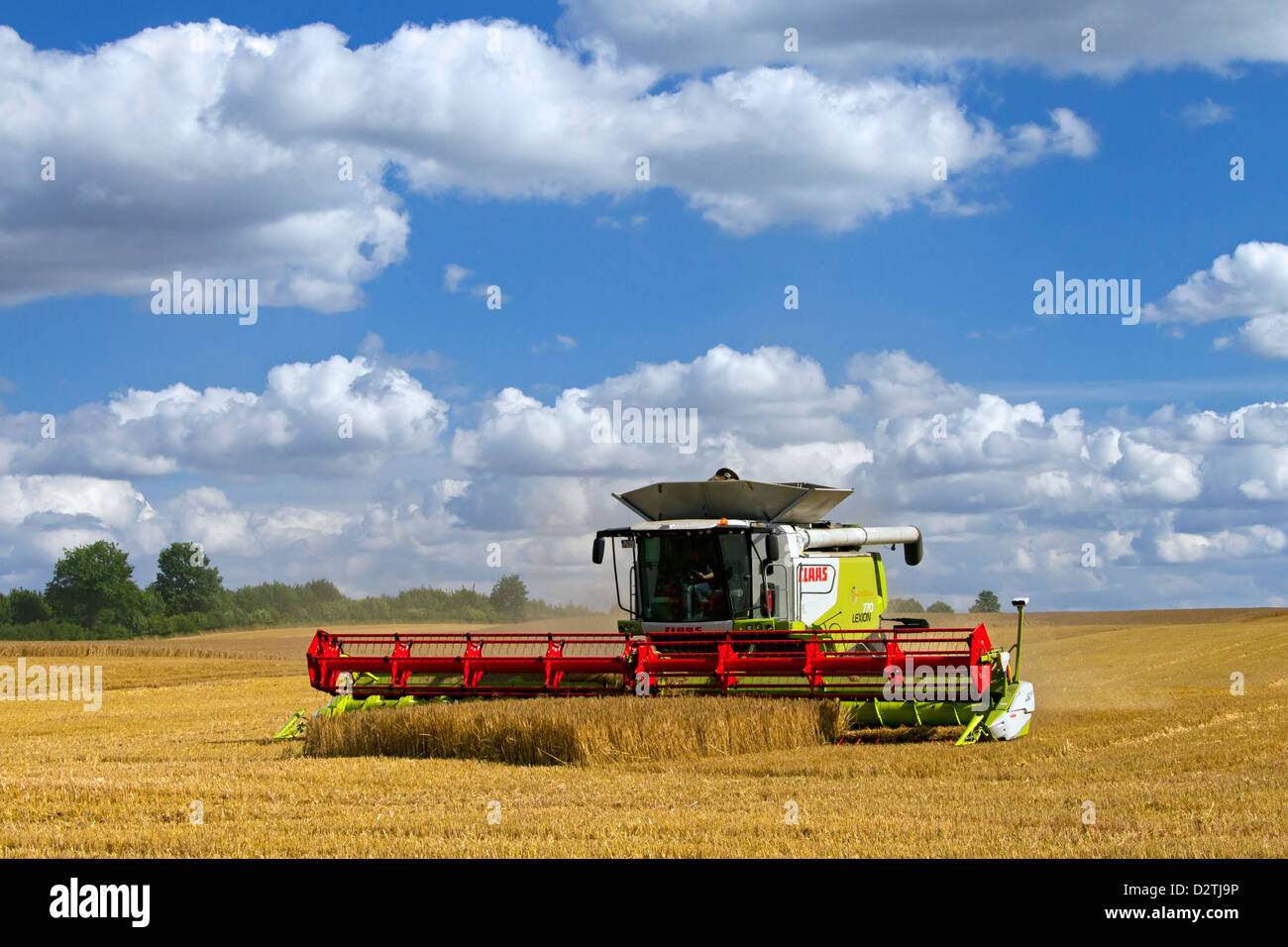 Agriculteur de moissonneuse-batteuse, la récolte de céréales de blé / blé domaine des terres agricoles de l'été Banque D'Images