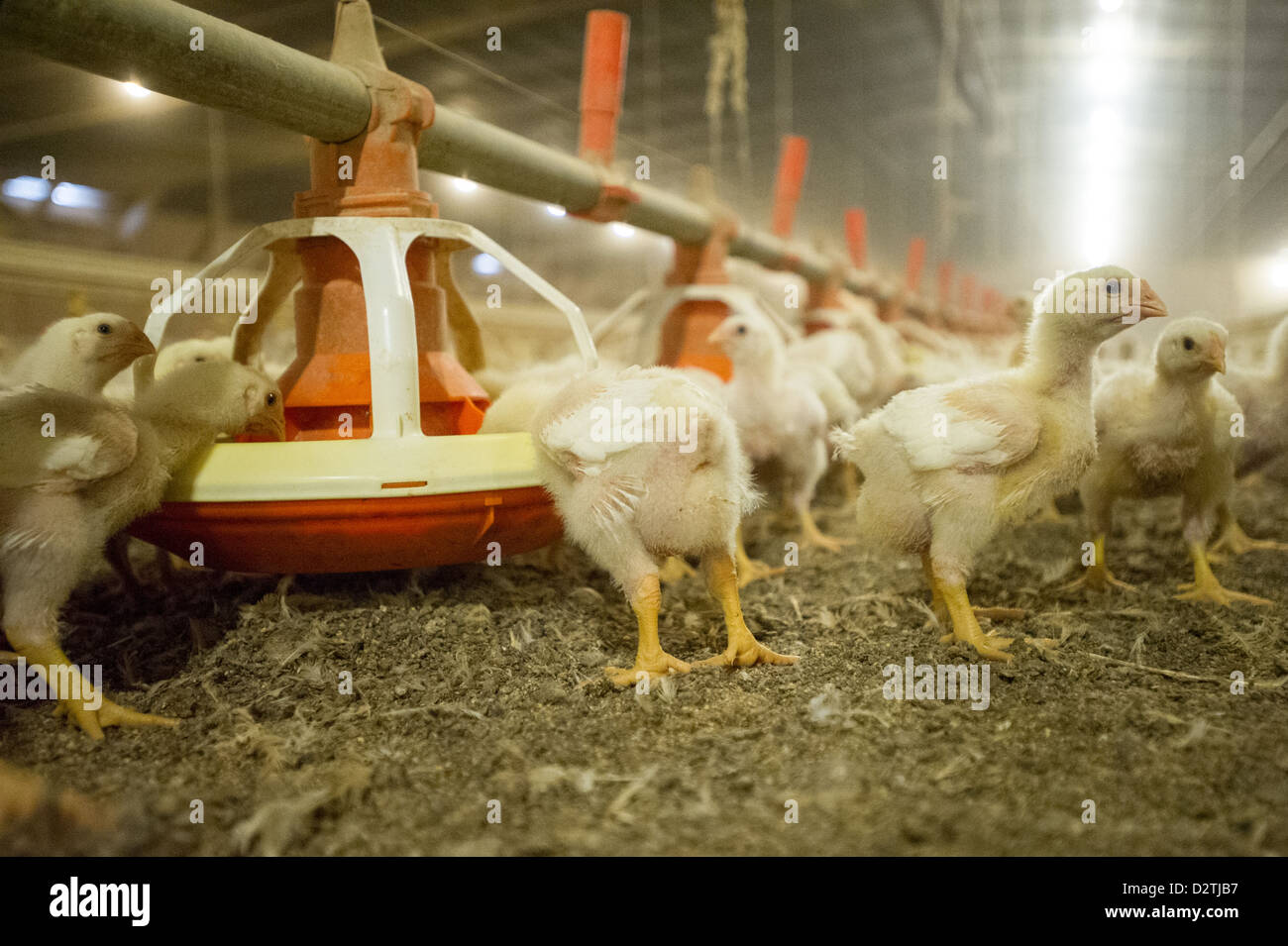 Les poussins de poulet dans une maison sur une ferme avicole dans la région de Centreville MD Banque D'Images