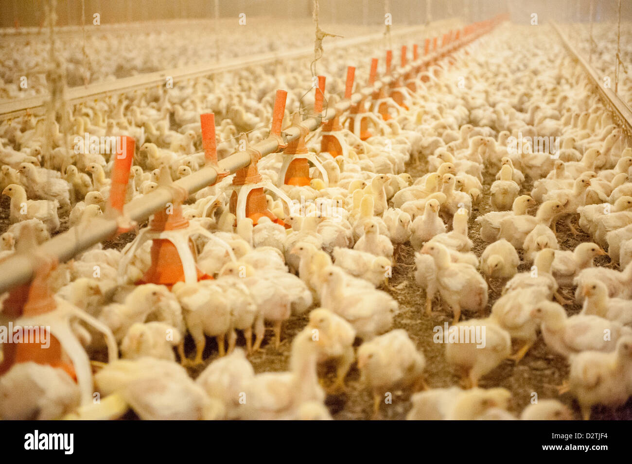 Les poussins de poulet dans une maison sur une ferme avicole dans la région de Centreville MD Banque D'Images