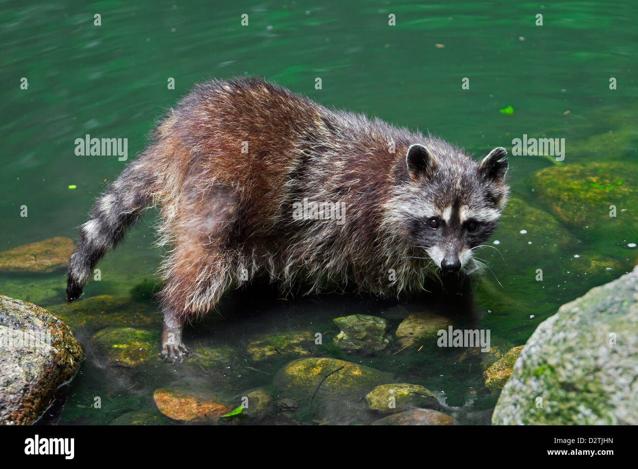North American raton laveur (Procyon lotor), originaire d'Amérique du Nord, sur les bords de la rivière Banque D'Images