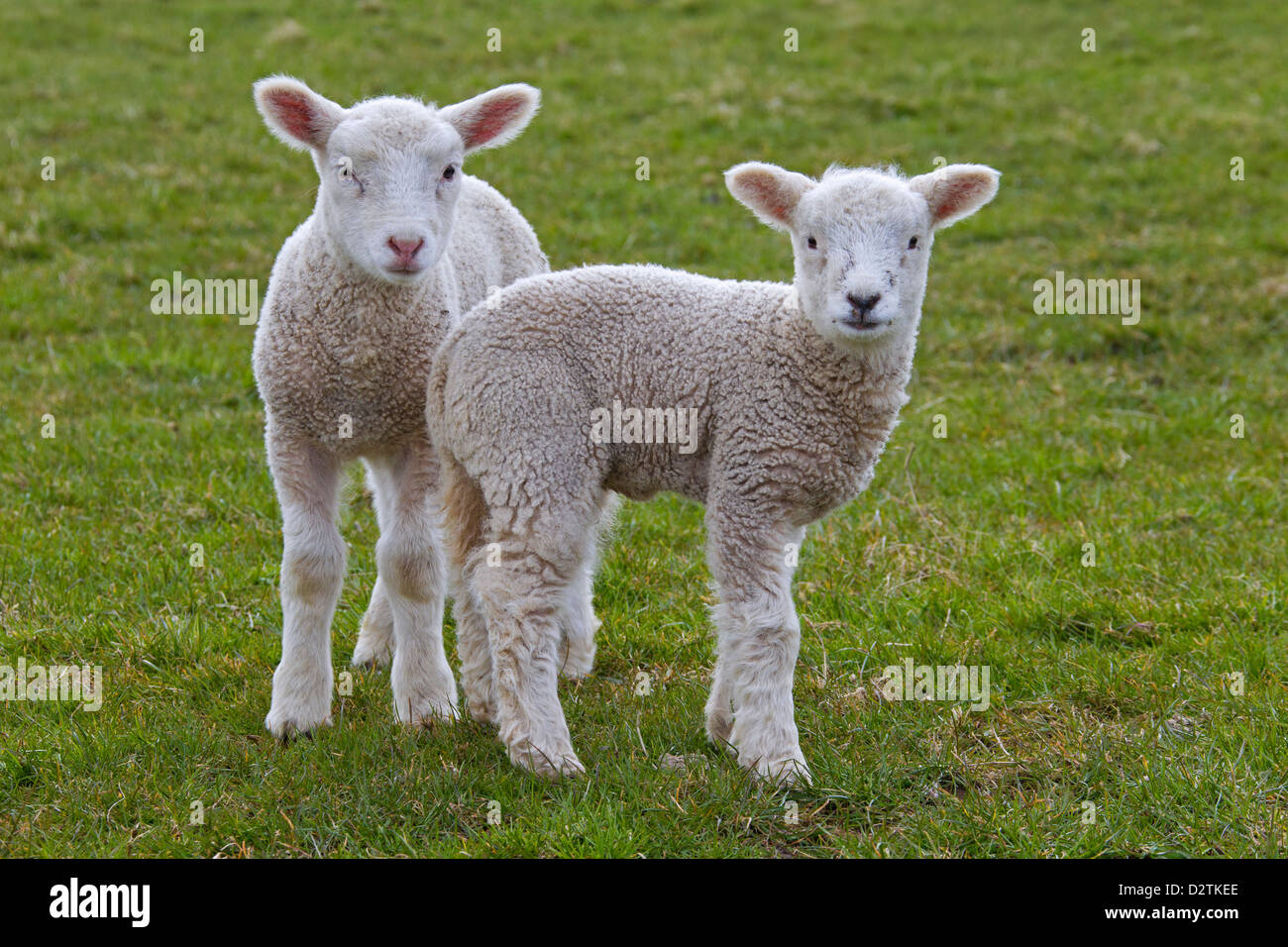 Deux moutons blancs agneaux (Ovis aries) dans le pré Banque D'Images