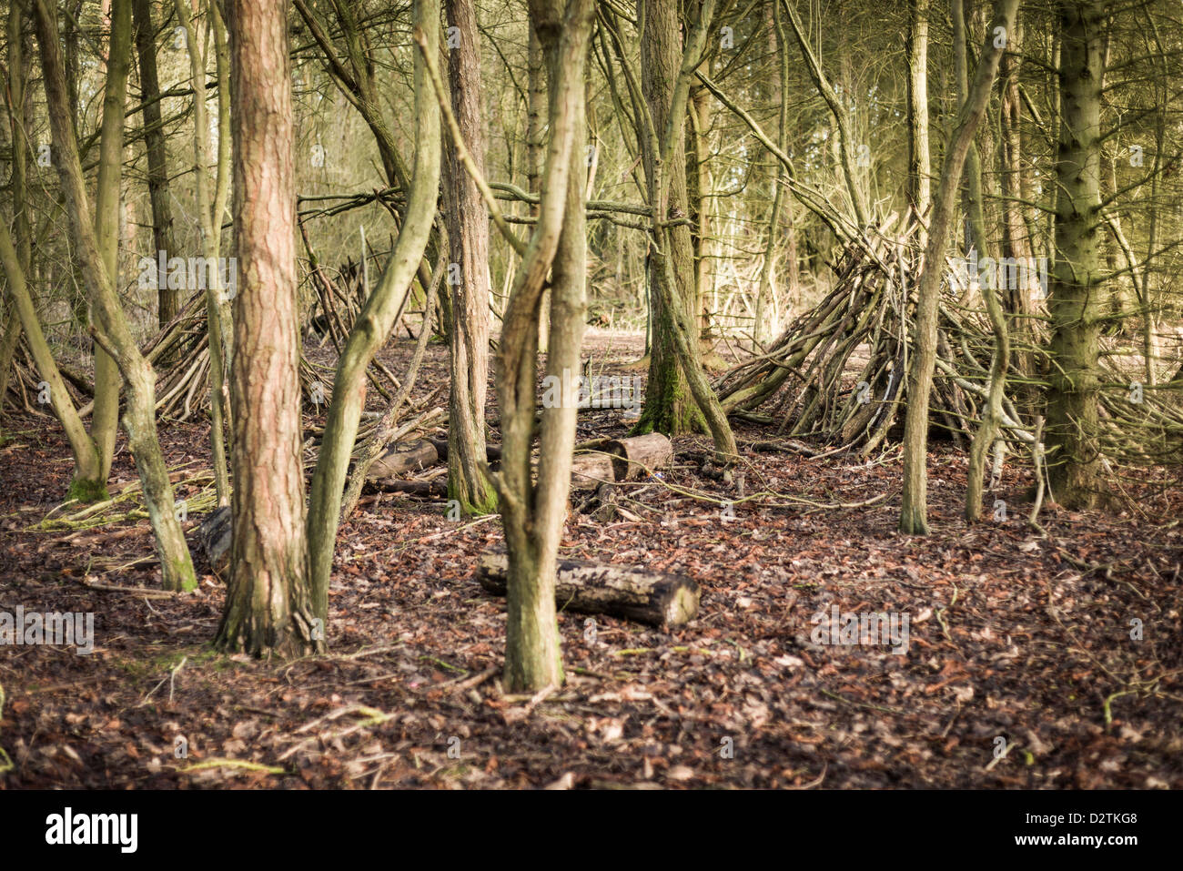 Homme des bois a fait un abri au champs Ufton Réserve naturelle en hiver, Warwickshire, England, UK Banque D'Images