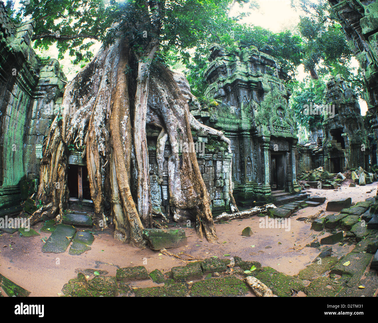 Cambodge, Angkor, Ta Prohm, végétation tropicale, l'architecture ancienne overgrows au 12e siècle Ta Prohm Temple Banque D'Images