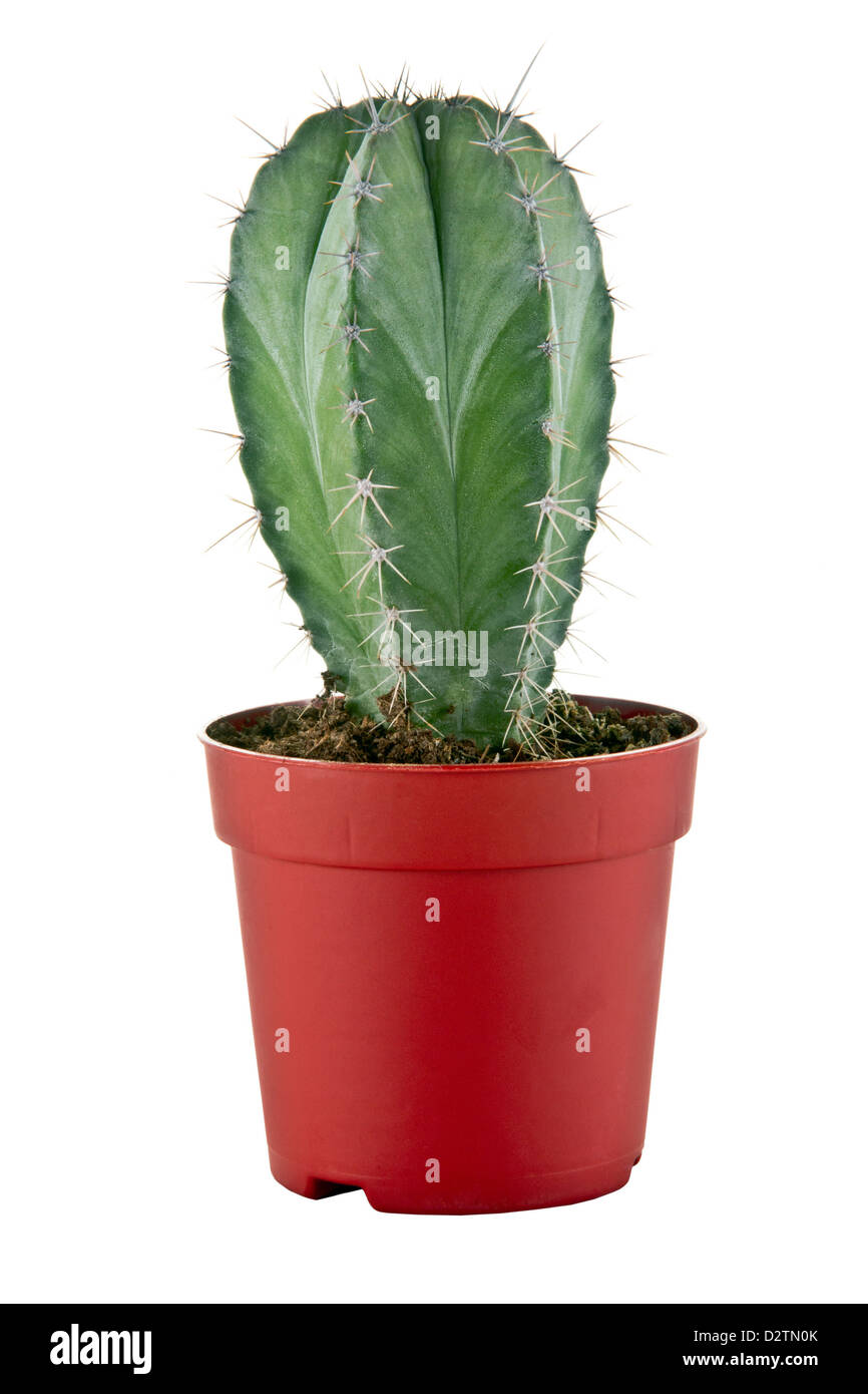 Une photo d'un petit cactus dans un pot Banque D'Images