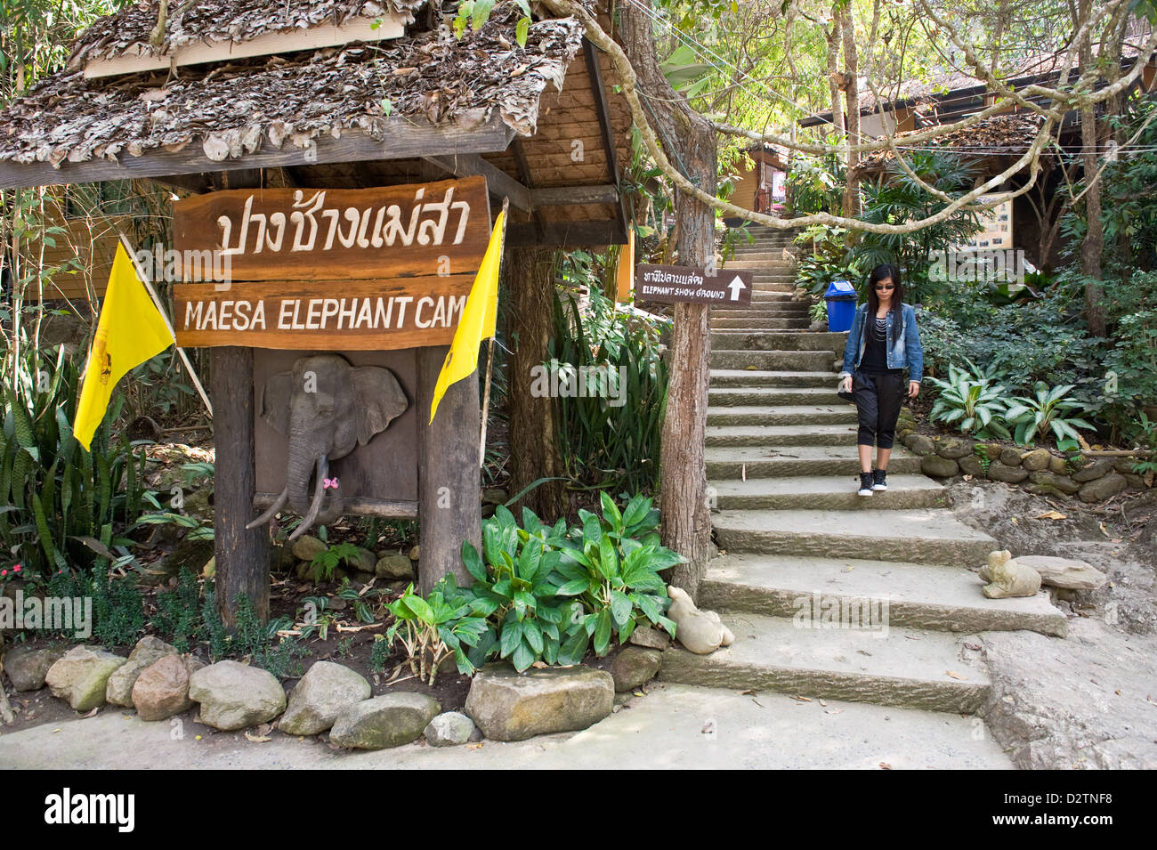 Chiang Mai, Thaïlande, le Maesa Elephant Camp Banque D'Images Chiang Mai, Thaïlande, le Maesa Elephant Camp Banque D'Images